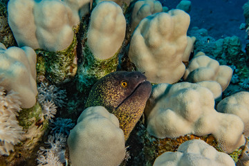 Moray eel Mooray lycodontis undulatus in the Red Sea, eilat israel