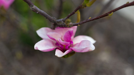 Fototapeta premium Magnolia flower, pink flowers in garden