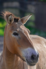 Obraz premium Przewalski horse head portrait (Equus ferus przewalskii) with afternoon sunlight
