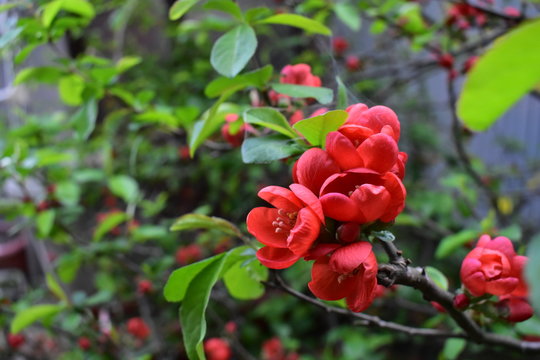 木瓜