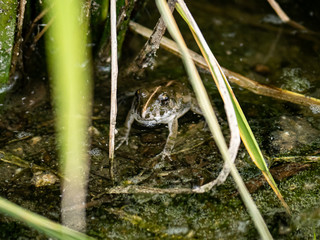 paddy field frog in a Saga Prefecture rice paddy 2