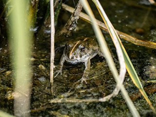 paddy field frog in a Saga Prefecture rice paddy 3