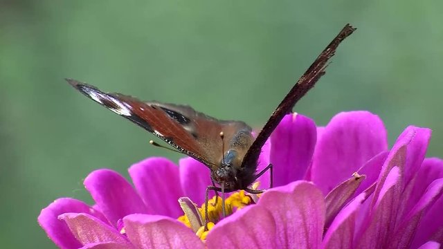Tief in einer lila Zinnie saugt ein Tagpfauenauge Bl&uuml;tennektar von den gelben Bl&uuml;tenf&auml;den