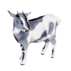 chèvre, animal, gris et blanc, ferme, mammifère, isolé, fond blanc, vache laitière, nature, debout, animal, klaxon, bétail, noir, mollet, chèvre, gazon, brun, klaxon, jeune, lait, faune, agriculture, 