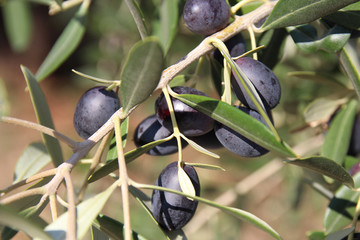 reife Oliven am Baum vor der Ernte