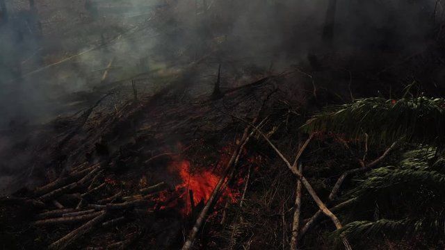 Burning foliage in the Amazon rainforest. Slow movement forward.