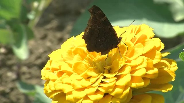 Eine gelbe Zinnie hat Besuch von einem Tagpfauenauge