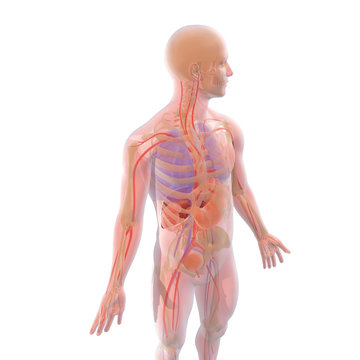 3D Medical Illustration Of The Transparent Human Body With Visible Internal Organs And With Natural Colors, On White Background.