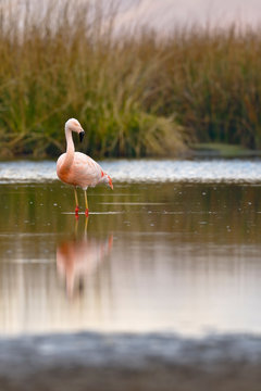 Flamenco chileno (Phoenicopterus chilensis) sobre laguna