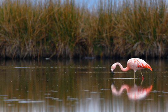 Parihuana Images Browse 41 Stock Photos, Vectors, and Video Adobe Stock