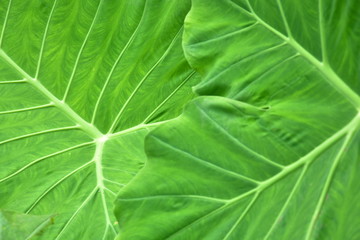 Large heart shaped green leaves of Elephant ear or taro (Colocasia species) the tropical foliage plant isolated on white background, clipping path included