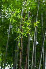 Obraz na płótnie Canvas Green bamboo in the forest nature background.