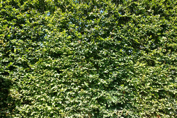 Green background consisting of a very  tall green beech hedge