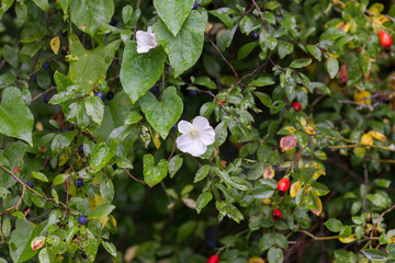 Field winds bloom on a bush with wild fruits