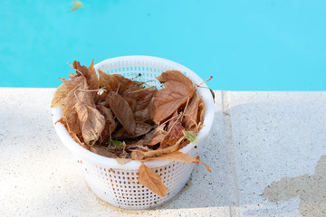 Pool skimmer basket on side of pool and full of leaves