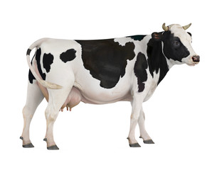 Cow Isolated - 288164906