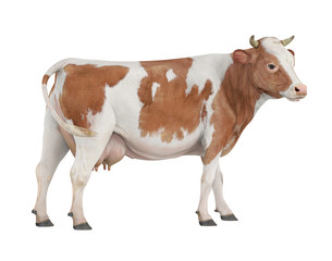 Cow Isolated