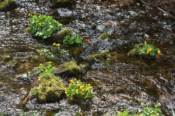 Clean mountain river with stones and plants and fresh spring grass in the Schwarzwald forest, Germany