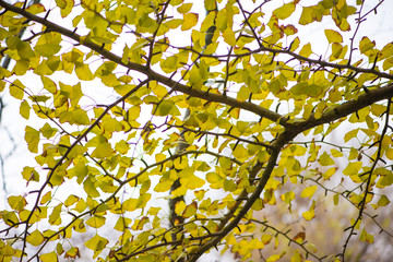 Ginkgo leaves on tree in autumm season