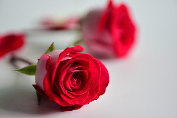 Red rose on white and black background/lovers