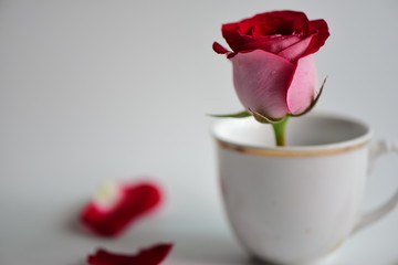 Red rose on white and black background/lovers