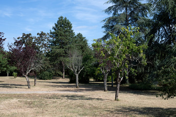 Trees and grass struggling to thrive due to lack of water