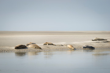 Phoques de la Baie d'Authie dans le Pas-de-Calais, La Somme, Hauts-de-France, France © Nicolas Viard