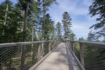 Narrow pedestrian walkway made of wood and metal mesh in the form of a bridge in the forest at high altitude. Wooden bridge in european forest