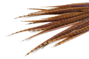 long pheasant feathers on a white background