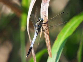 Common skimmer