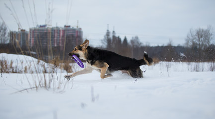purebred german shepherd at walk in winter