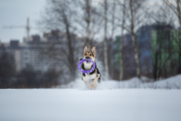 purebred german shepherd at walk in winter