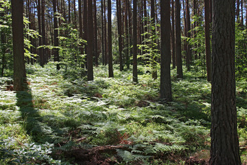 Obraz premium Klimaretter Wald mit natürlichem Nachwuchs unter den alten Bäumen