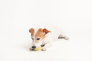 Obraz premium Jack Russell Terrier, lying and chewing a tennis ball, isolated on white