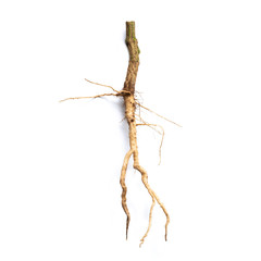 Fototapeta premium Roots of tree isolated on white background.