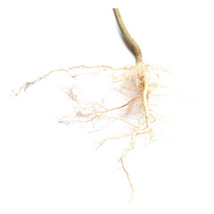 Roots of tree isolated on white background.