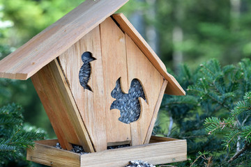 A squirrel feeder in the form of a house, installed in a coniferous forest on a spruce and filled with food - black sunflower seeds. Squirrel feeder in the German forest Schwarzwald