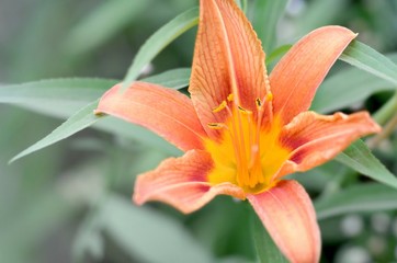 Orange lily flowers with green stems grow in a country house garden