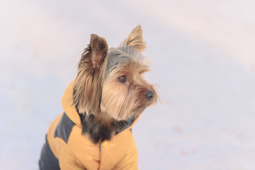 Yorkshire Terrier on a walk in a winter park. faithful loyal friend