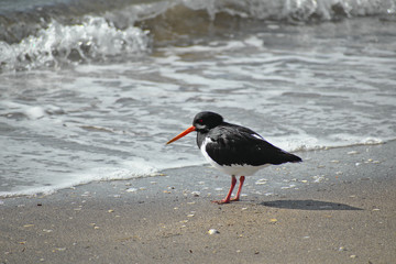View of oystercatcher bird on beach