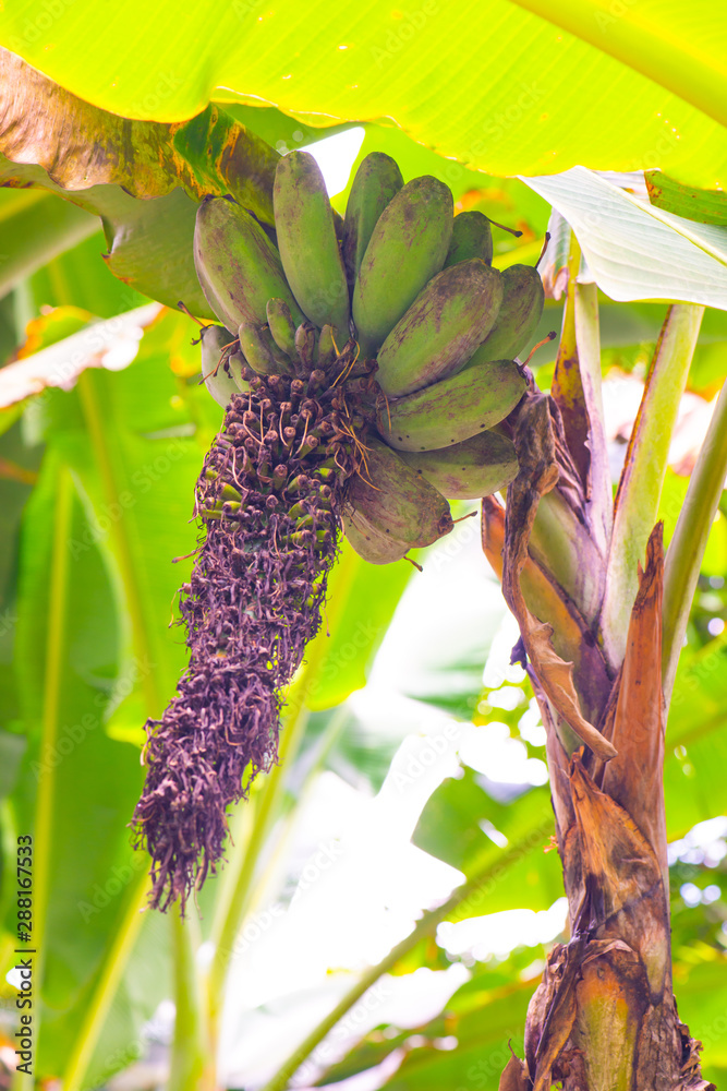 Poster Theparod banana in the nature