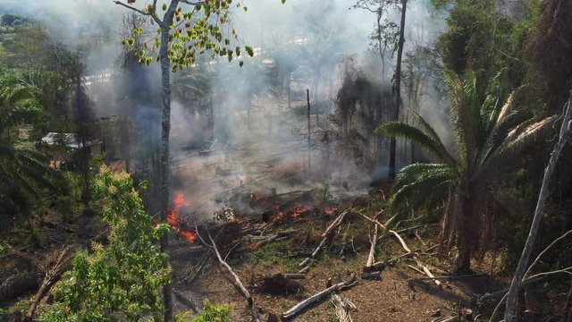Burning trees on the floor of the Amazon Rainforest. Still drone shot
