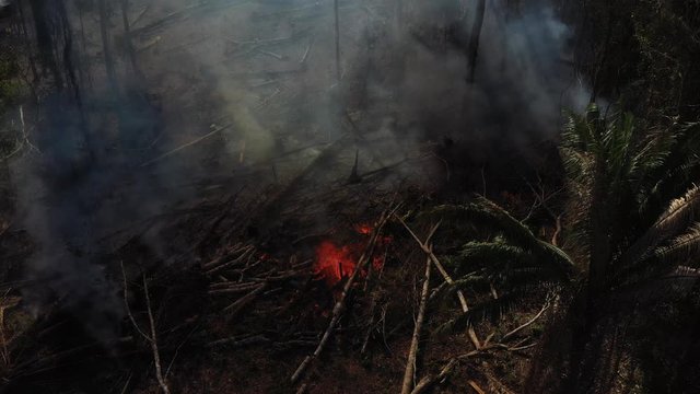 Burning foliage in the Amazon rainforest. Slow movement forward, high angle