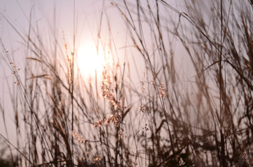 grass on meadow in garden