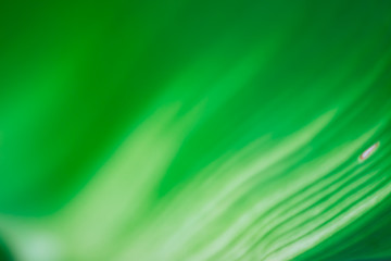 Abstract floral blurred background. Tropical palm leave backdrop