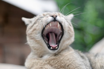 Fototapeta na wymiar Brown tabby domestic cat yawning on blurred green yard