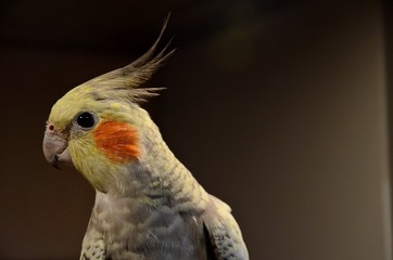 попугай корелла дом домашнее животное птица вредитель дети интерес цвет яркий