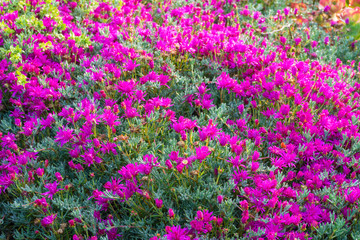 Dianthus gratianopolitanus or Cheddar pink in garden.