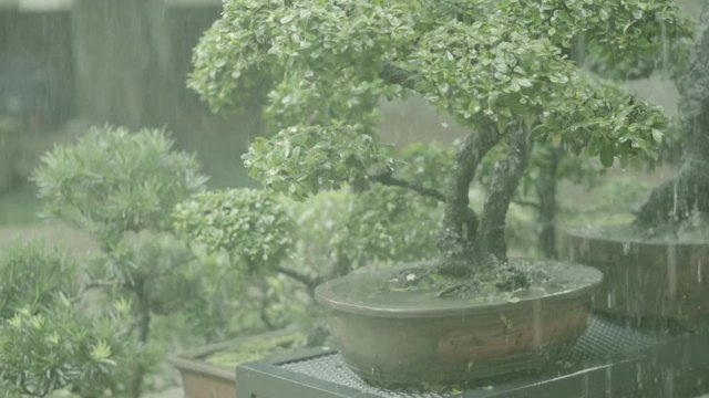 Many bonsai trees in pots with rain down.