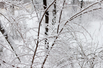tree branches covered with snow during a blizzard
